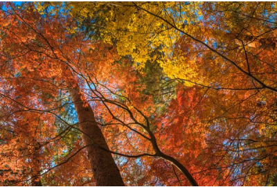 Fall Camping Photography Tips: Capturing the Season's Beauty