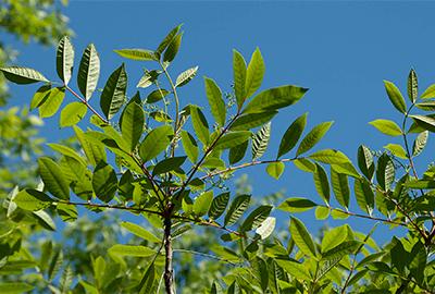 Heads Up, Scouts! Avoid These Poisonous Plants