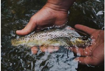 10 Weird Things to Use as Fishing Bait