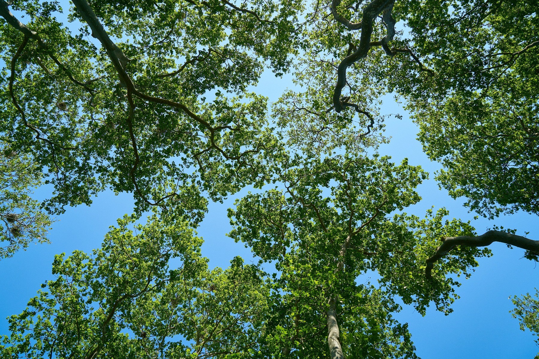 blue sky