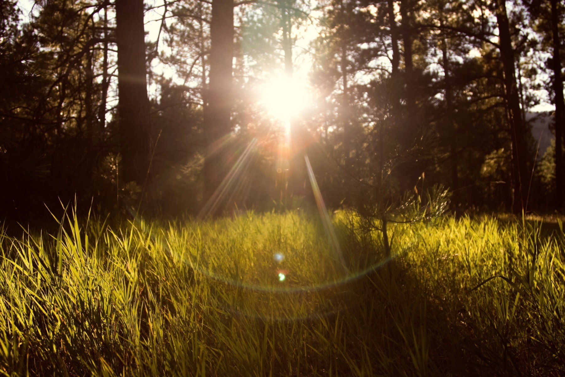 sunshine