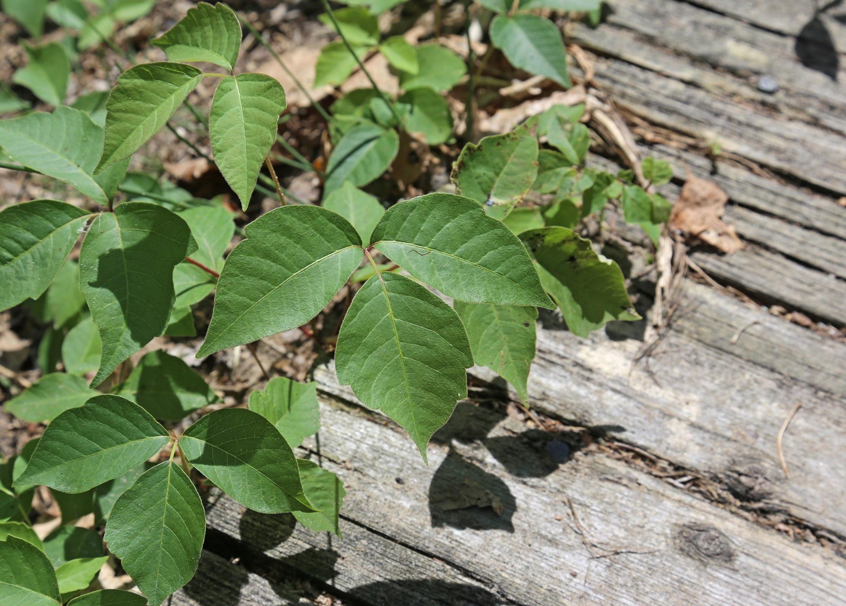 Poison Ivy