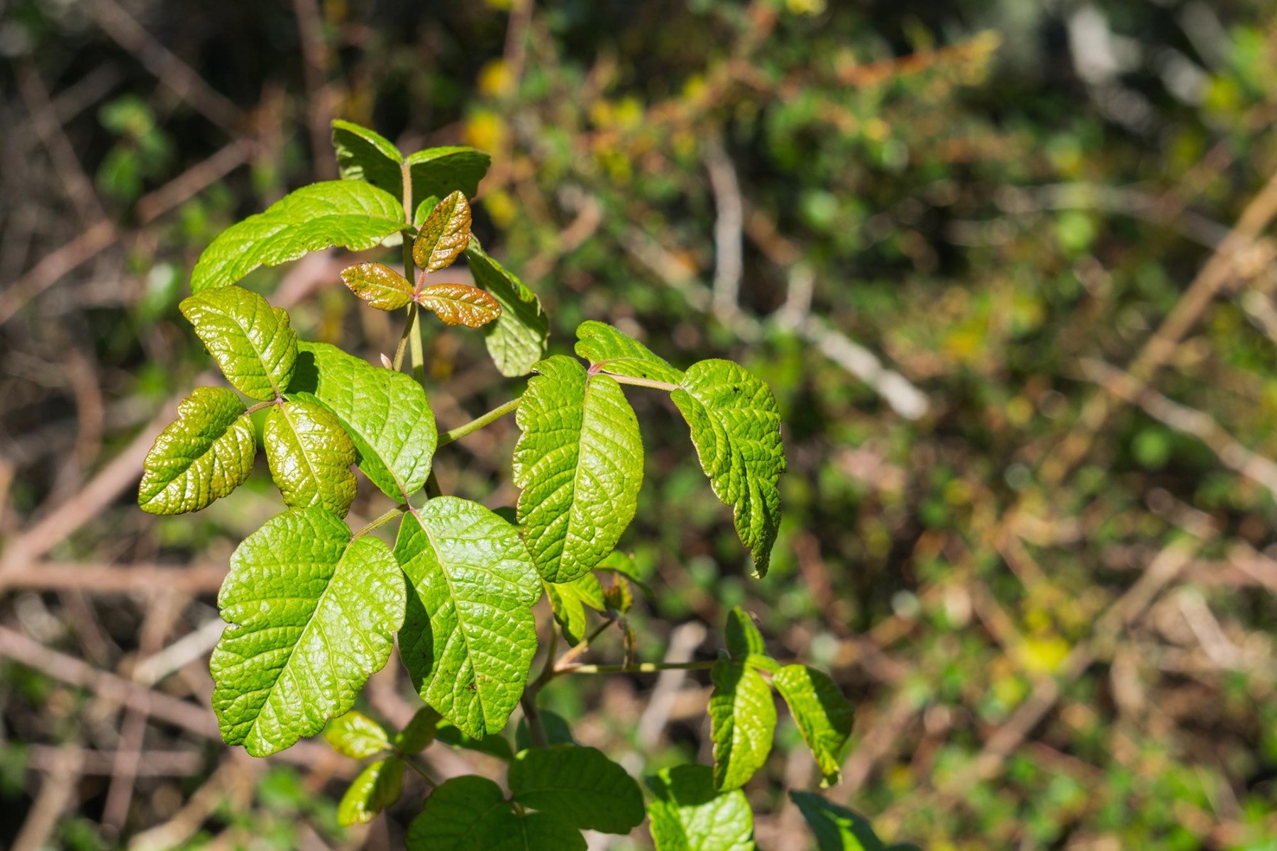 Poison Oak