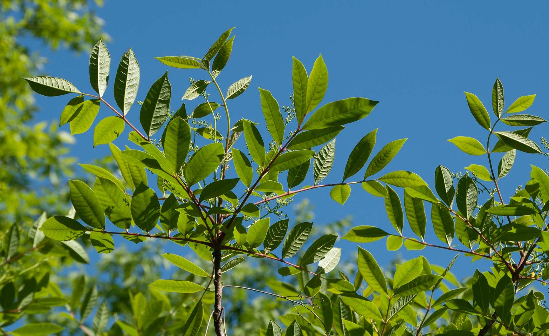 Poison Sumac