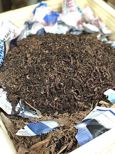 Worm composting results
